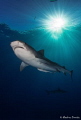   beautiful day Tiger Beach sharks  
